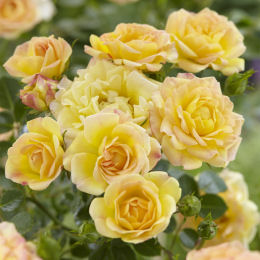 Rosier paysager jaune 'Yellow Fairy'